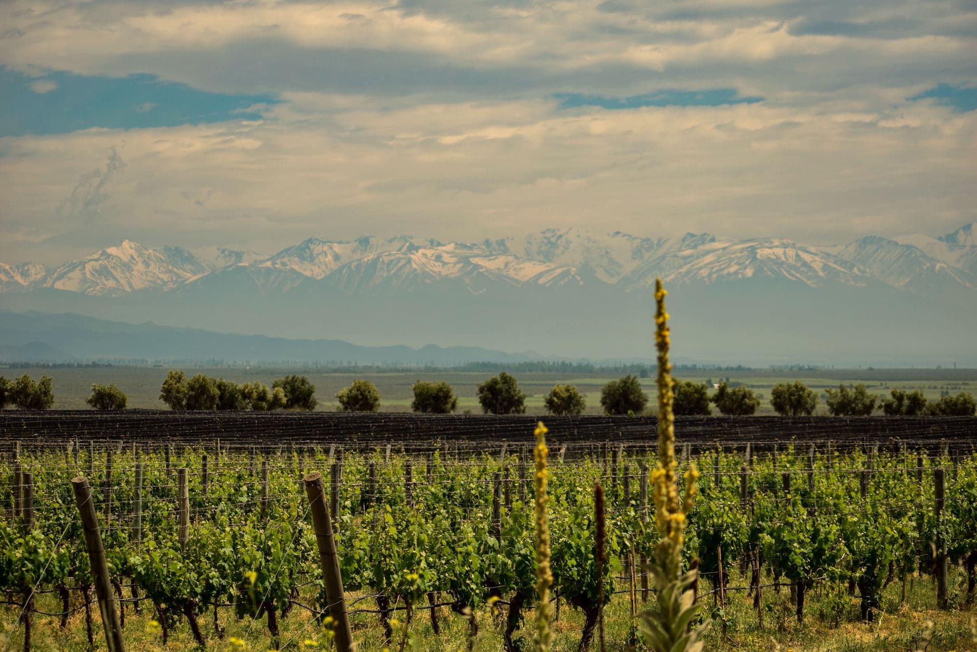 Vinhedos de Mendoza com a Cordilheira dos Andes ao fundo